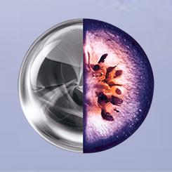 Schauma Silver Reflex Shampoo